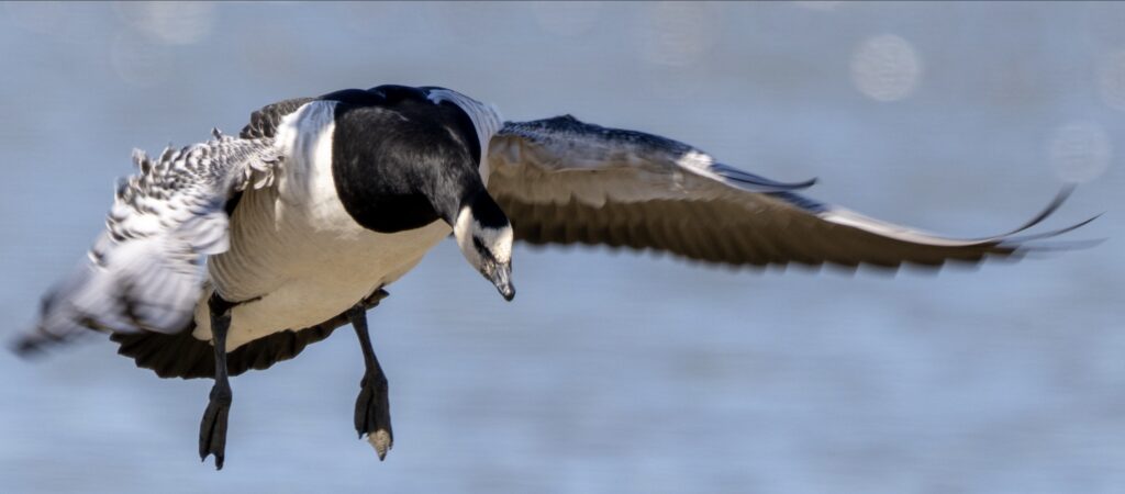 Nonnengans im Flug